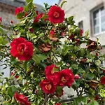Вилла Roc Vaudieu - Charmante Maison De Pecheurs *